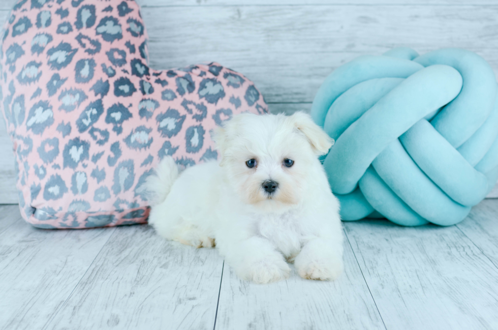 Meet  Carol - our Maltese Puppy Photo 1/4 - Florida Fur Babies
