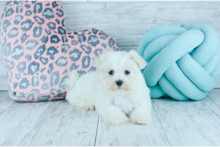 Meet  Carol - our Maltese Puppy Photo 1/4 - Florida Fur Babies