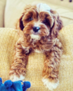 Puppy For Sale - Florida Fur Babies Puppy For Sale - Florida Fur Babies