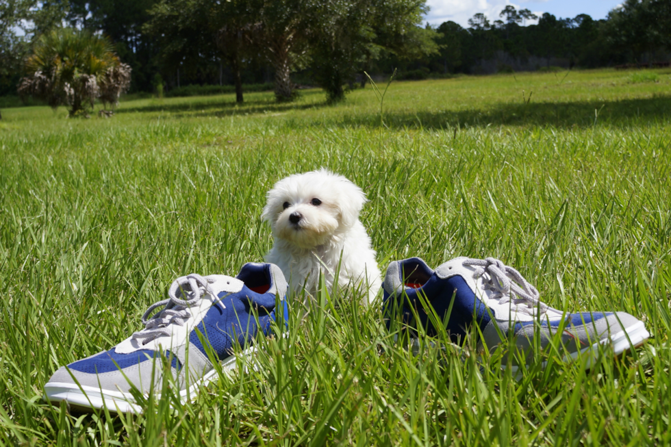 Meet Mimi - our Maltese Puppy Photo 3/3 - Florida Fur Babies