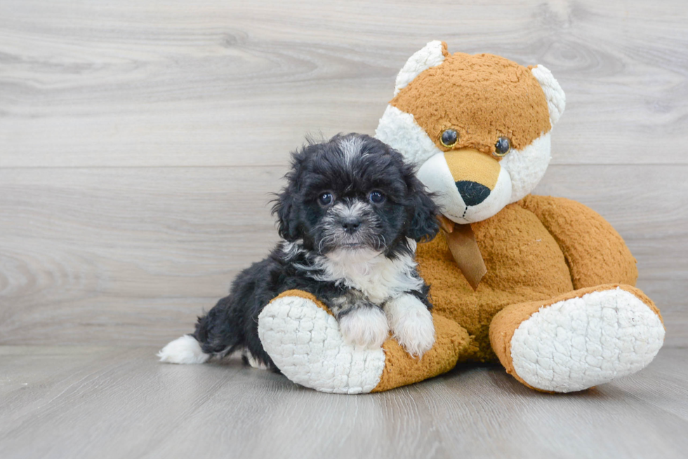 Meet Darcy - our Teddy Bear Puppy Photo 1/3 - Florida Fur Babies