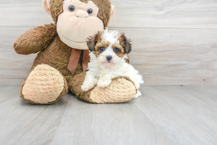 Meet Rosetta - our Poochon Puppy Photo 1/3 - Florida Fur Babies