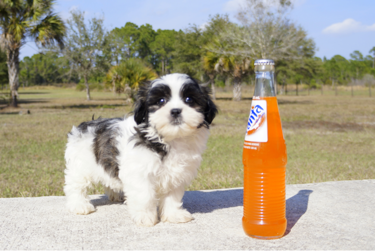 Meet Shiloh - our Teddy Bear Puppy Photo 1/3 - Florida Fur Babies