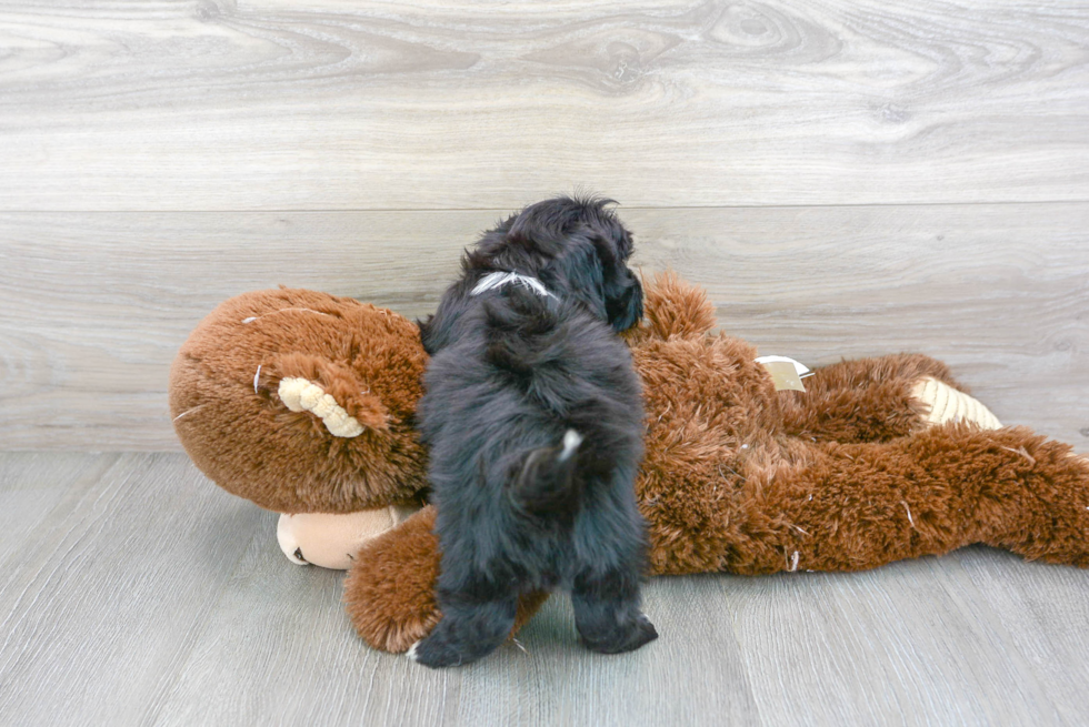 Meet Bean - our Havapoo Puppy Photo 3/3 - Florida Fur Babies