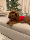 Puppy For Sale - Florida Fur Babies Puppy For Sale - Florida Fur Babies