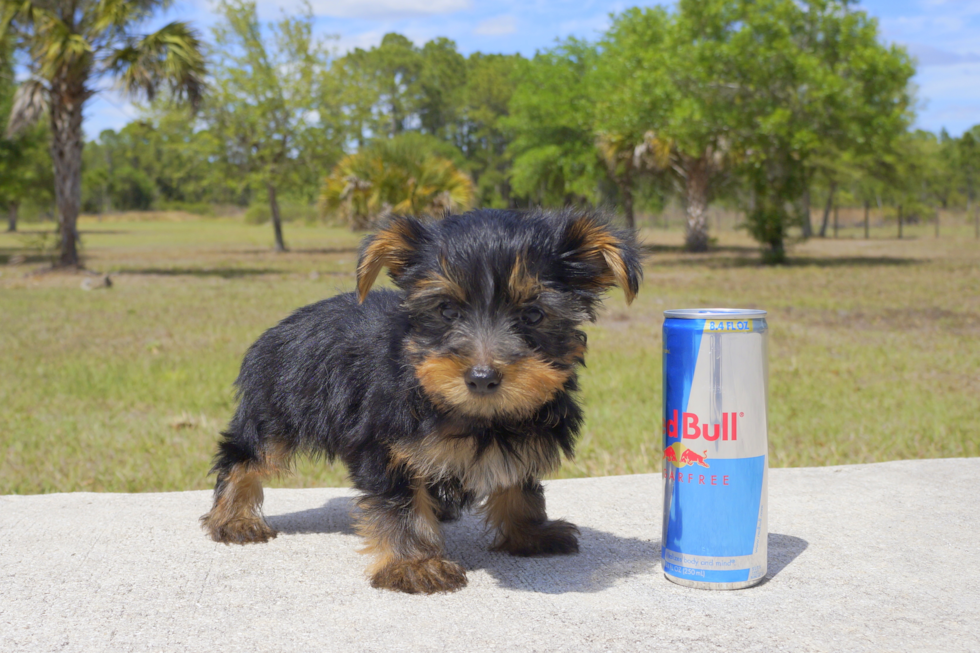 Meet Madison - our Yorkshire Terrier Puppy Photo 2/4 - Florida Fur Babies