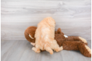 Meet Kim - our Mini Goldendoodle Puppy Photo 3/3 - Florida Fur Babies