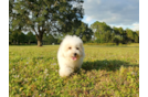 Meet Denise - our Poochon Puppy Photo 3/6 - Florida Fur Babies
