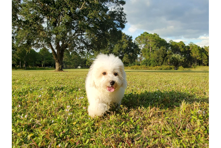 Meet Denise - our Poochon Puppy Photo 3/6 - Florida Fur Babies