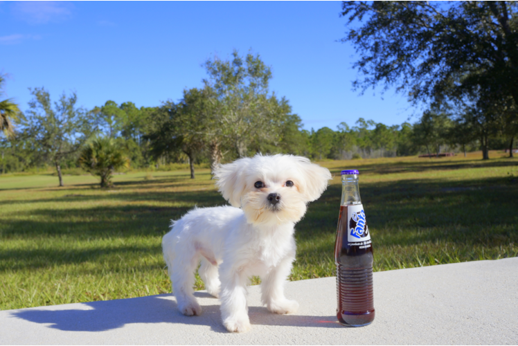 Meet  Casper - our Maltese Puppy Photo 1/2 - Florida Fur Babies