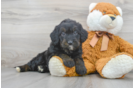 Meet Bombay - our Mini Bernedoodle Puppy Photo 2/3 - Florida Fur Babies