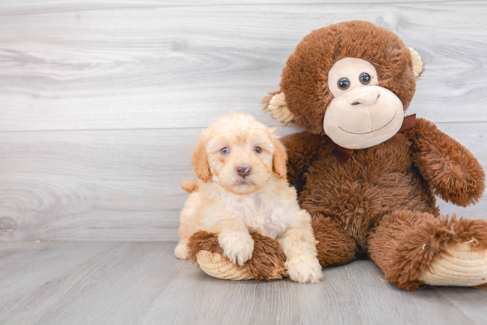 Meet Kim - our Mini Goldendoodle Puppy Photo 1/3 - Florida Fur Babies