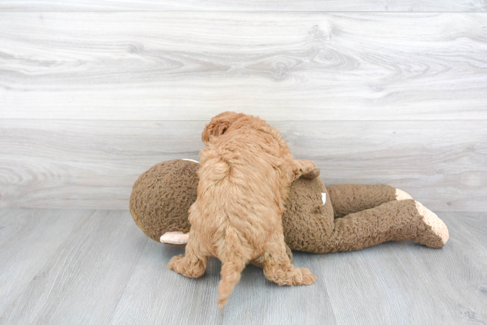 Meet Hannah - our Mini Goldendoodle Puppy Photo 3/3 - Florida Fur Babies