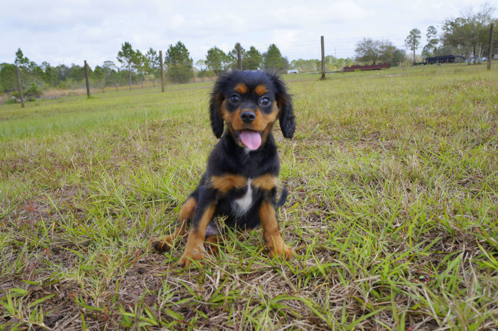 Meet Wesson - our Cavalier King Charles Spaniel Puppy Photo 2/5 - Florida Fur Babies