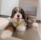 Cute Mini Bernedoodle Poodle Mix Pup