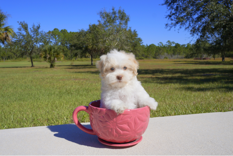 Meet Heath  - our Havanese Puppy Photo 3/3 - Florida Fur Babies