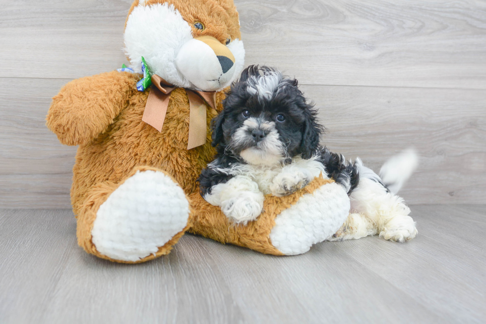 Meet Oberon - our Shih Poo Puppy Photo 1/3 - Florida Fur Babies