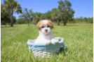 Meet Addison - our Teddy Bear Puppy Photo 1/4 - Florida Fur Babies