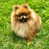 Cute Pomeranian Pup Cute Pomeranian Pup