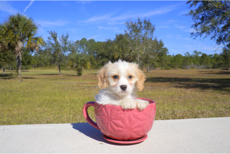 Meet  Ryan - our Cavachon Puppy Photo 1/2 - Florida Fur Babies