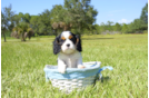 Meet Layla - our Cavalier King Charles Spaniel Puppy Photo 3/4 - Florida Fur Babies