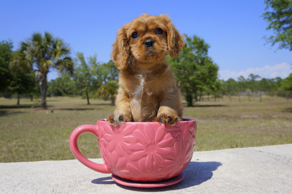 Meet Ruby - our Cavalier King Charles Spaniel Puppy Photo 1/5 - Florida Fur Babies