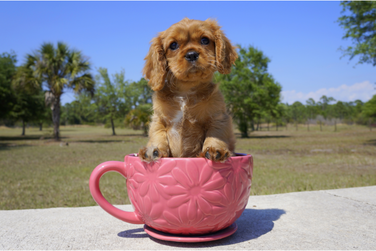 Meet Ruby - our Cavalier King Charles Spaniel Puppy Photo 1/5 - Florida Fur Babies