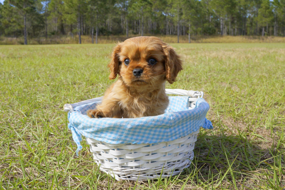 Meet Lexington - our Cavalier King Charles Spaniel Puppy Photo 1/4 - Florida Fur Babies