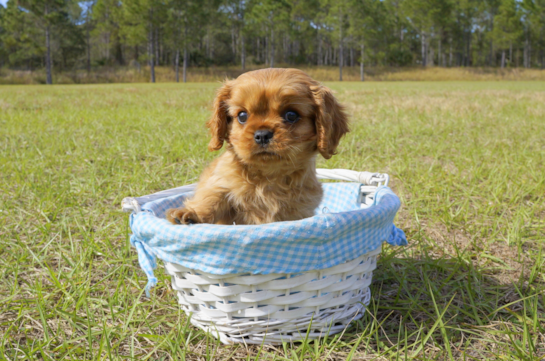 344 week old Cavalier King Charles Spaniel Puppy For Sale - Florida Fur Babies