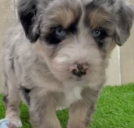 Husky Poo Puppies For Sale - Florida Fur Babies