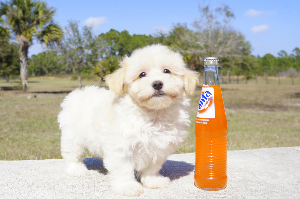 Meet Honey Dew - our Maltipoo Puppy Photo 2/5 - Florida Fur Babies