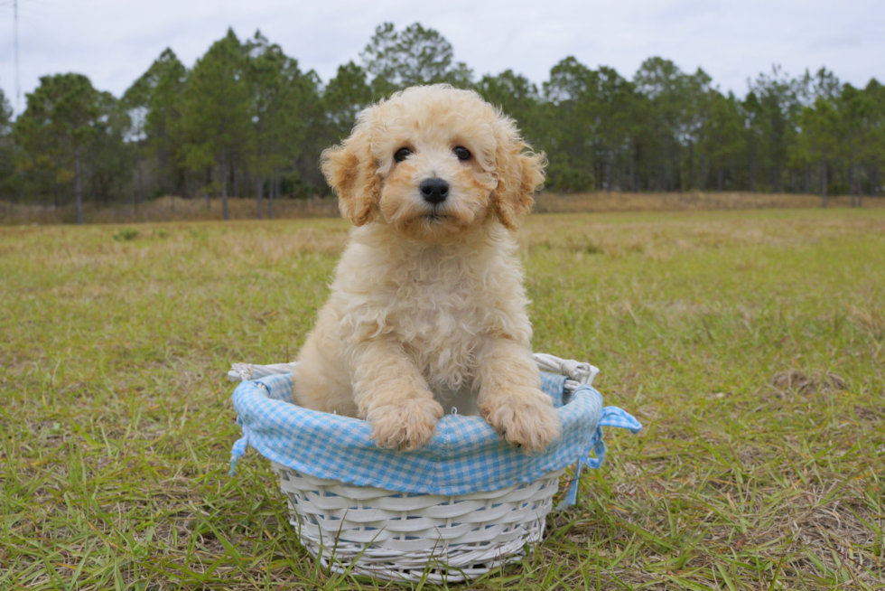 Meet Mikey - our Maltipoo Puppy Photo 3/4 - Florida Fur Babies