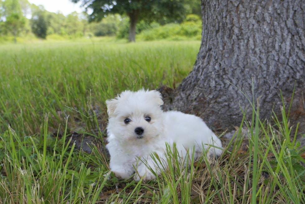 Meet Sugar - our Maltese Puppy Photo 1/2 - Florida Fur Babies