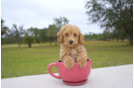 Meet Cedar - our Cavapoo Puppy Photo 2/3 - Florida Fur Babies