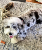 Cute Mini Sheepadoodle Poodle Mix Pup Cute Mini Sheepadoodle Poodle Mix Pup