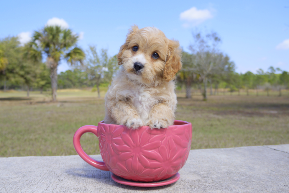 Meet Bentley - our Cavapoo Puppy Photo 2/4 - Florida Fur Babies