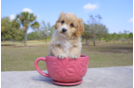 Meet Bentley - our Cavapoo Puppy Photo 2/4 - Florida Fur Babies
