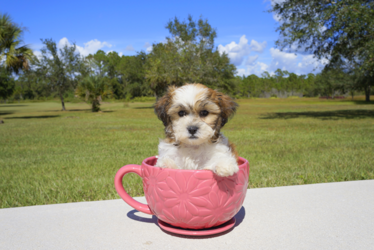Meet  Rain - our Teddy Bear Puppy Photo 2/3 - Florida Fur Babies