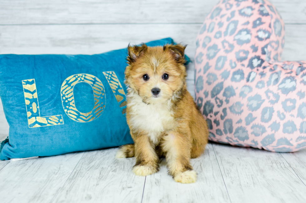 Meet  Skip - our Maltipom Puppy Photo 2/4 - Florida Fur Babies