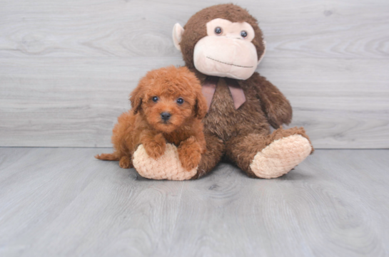 18 week old Mini Goldendoodle Puppy For Sale - Florida Fur Babies