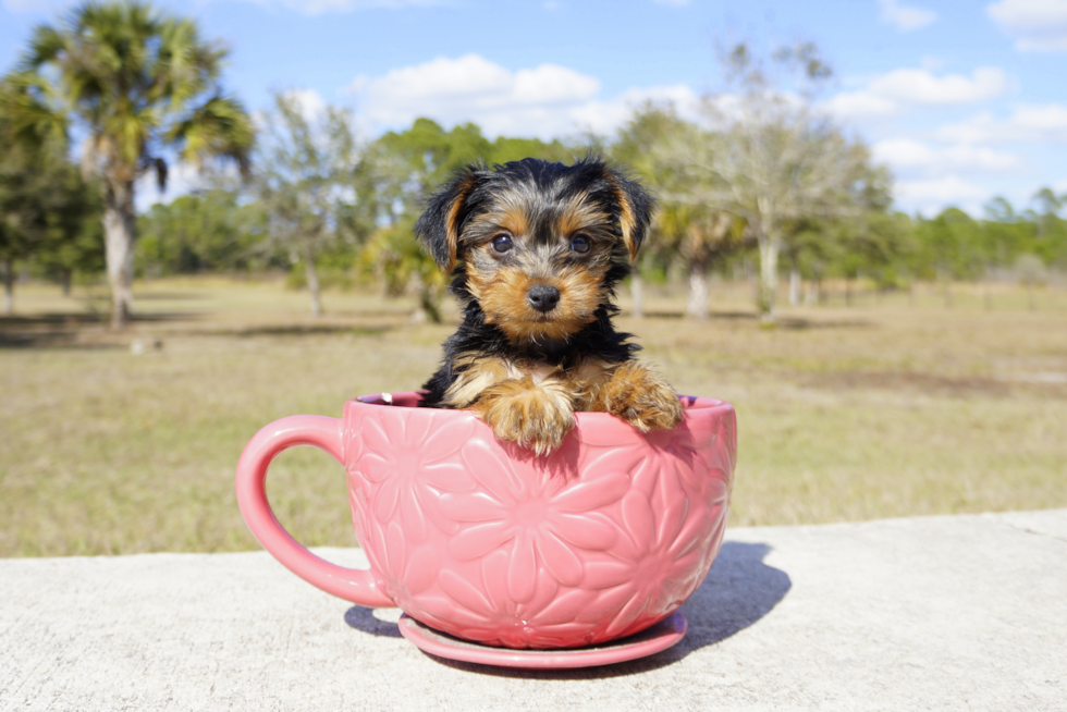 Meet Brody - our Yorkshire Terrier Puppy Photo 1/2 - Florida Fur Babies