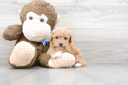 19 week old Poodle Puppy For Sale - Florida Fur Babies