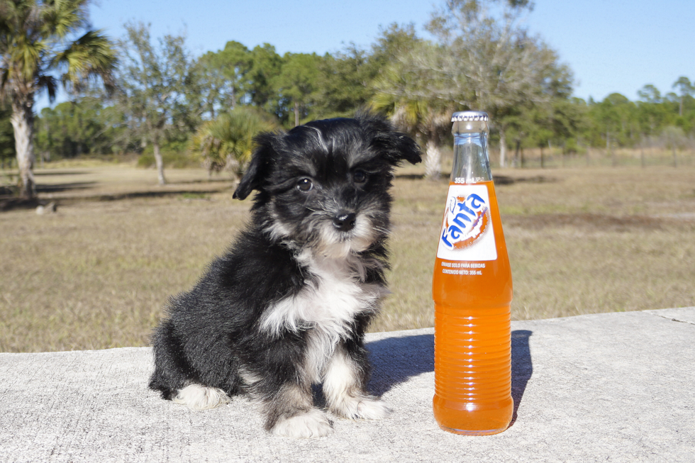 Meet Tuxedo Jack - our Havanese Puppy Photo 3/3 - Florida Fur Babies