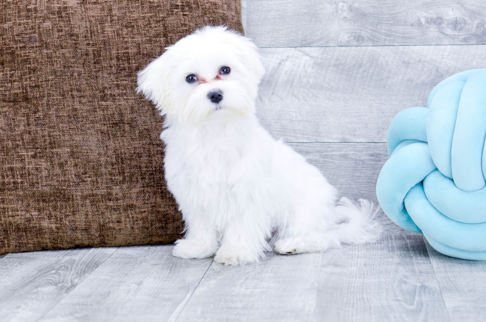 Meet Teddy - our Maltese Puppy Photo 4/5 - Florida Fur Babies