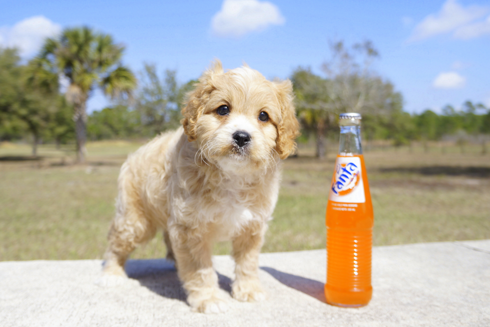 Meet Bentley - our Cavapoo Puppy Photo 4/4 - Florida Fur Babies