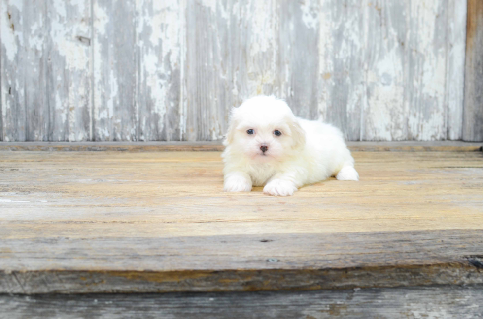 Meet Rucker - our Teddy Bear Puppy Photo 2/3 - Florida Fur Babies