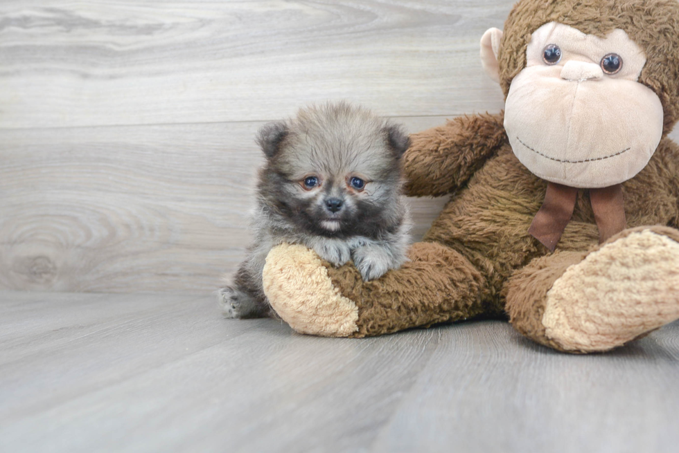 Meet Loki - our Pomeranian Puppy Photo 2/3 - Florida Fur Babies
