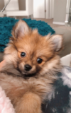 Pomeranian Being Cute Pomeranian Being Cute