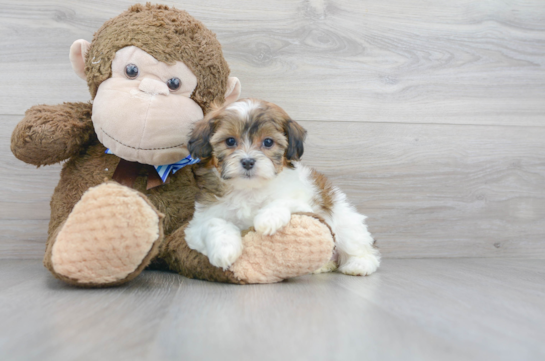 19 week old Shih Poo Puppy For Sale - Florida Fur Babies