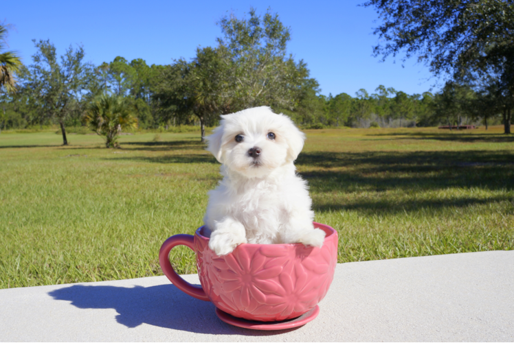 Meet  Laurel - our Maltese Puppy Photo 2/4 - Florida Fur Babies